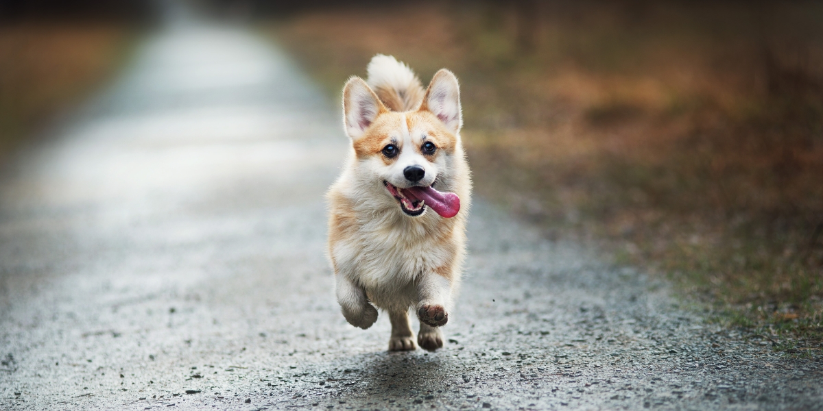 Top 10 Most Playful Dog Breeds: Energize Your Life with Fun-Loving Pups