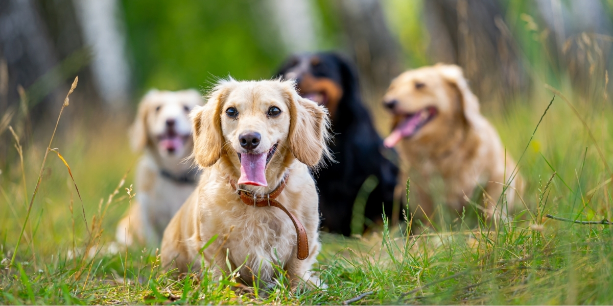 Top 10 Smartest Dog Breeds Unleashing Canine Genius