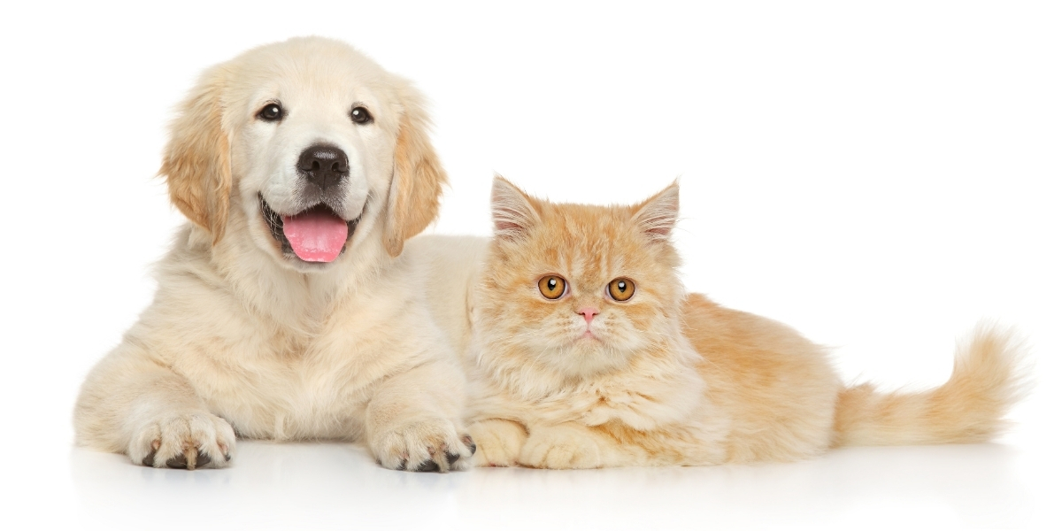 Why Dogs Are Better Than Cats: A Comprehensive Comparison
