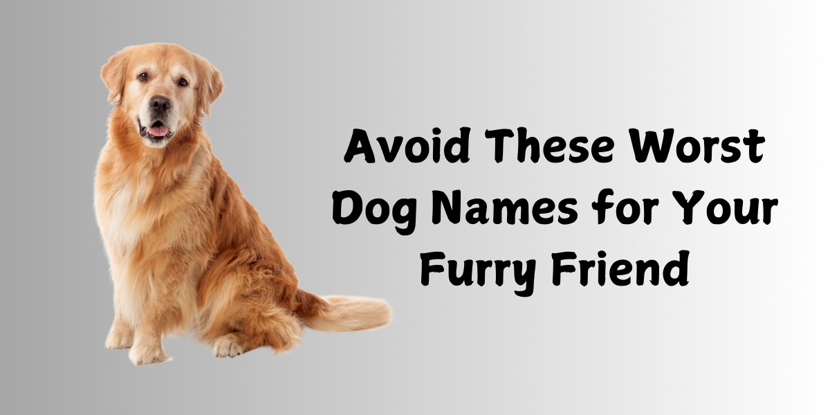 Why Choosing the Right Dog Name Matters (And What to Avoid)