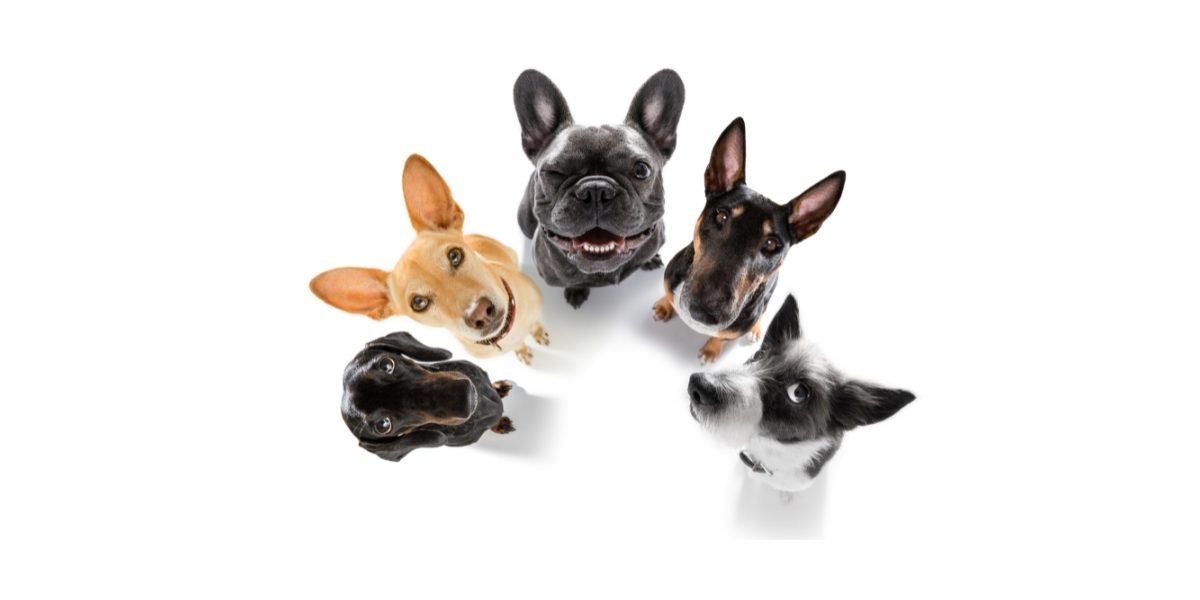 10 Worst Dog Breeds for Novice Owners: Challenges, Care, and Considerations