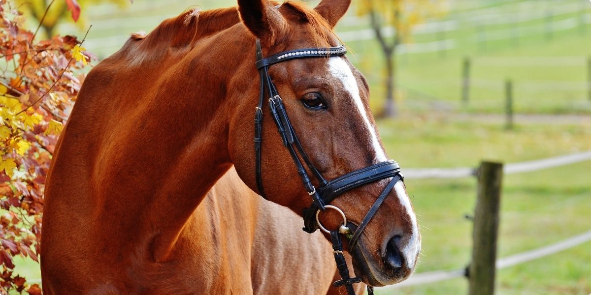 10 Best Horse Breeds for Every Rider: A Guide to Traits, Care, and Compatibility