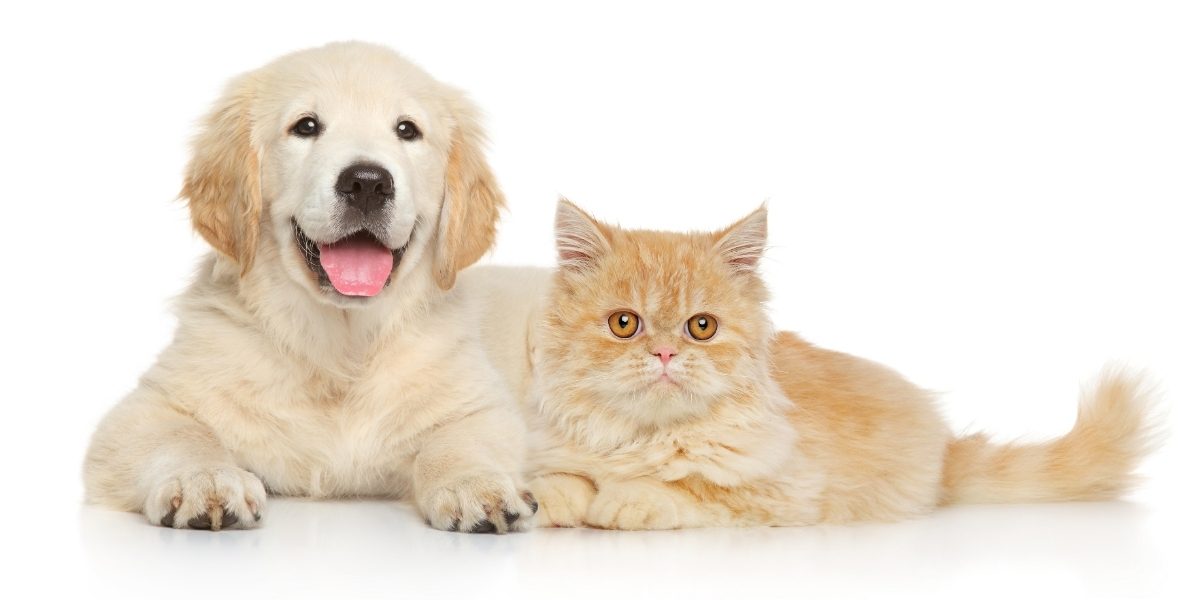 Why Dogs Are Better Than Cats: A Comprehensive Comparison